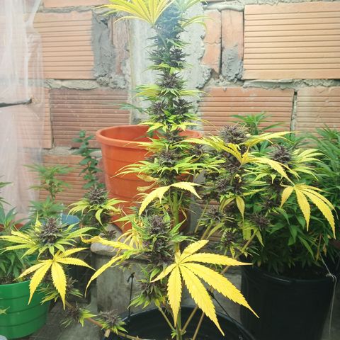 Naranja growlog timeline photo
