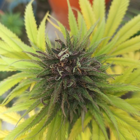 Naranja growlog timeline photo