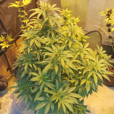 Salpicón Punch growlog timeline photo
