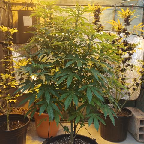 Salpicón Punch growlog timeline photo