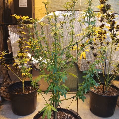 Salpicón Punch growlog timeline photo