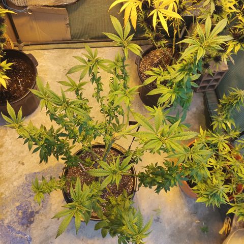 Salpicón Punch growlog timeline photo
