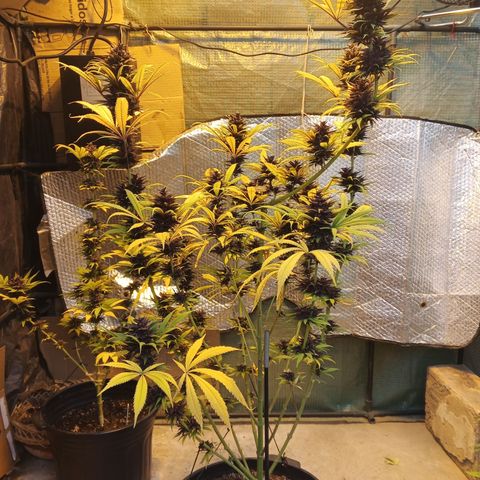 Naranja Diesel growlog timeline photo