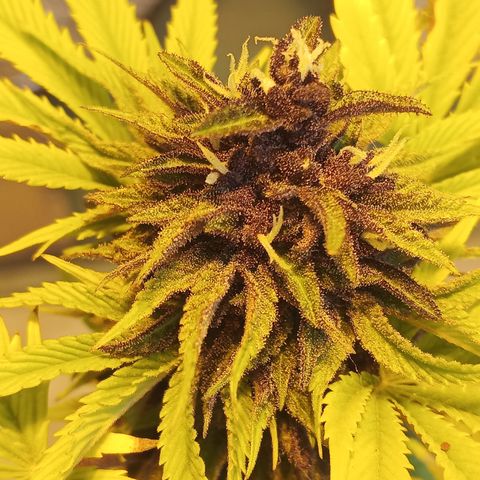 Salpicón Punch growlog timeline photo