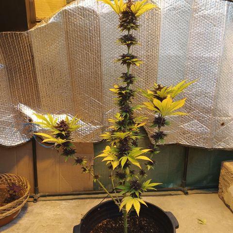 Salpicón Punch growlog timeline photo