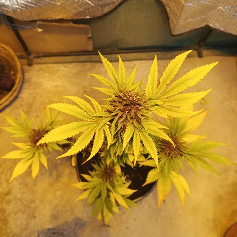 Salpicón Punch growlog timeline photo