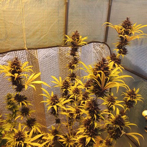 Naranja Diesel growlog timeline photo