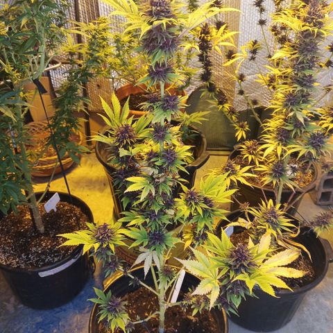 Salpicón Punch growlog timeline photo