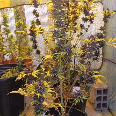 Naranja growlog timeline photo