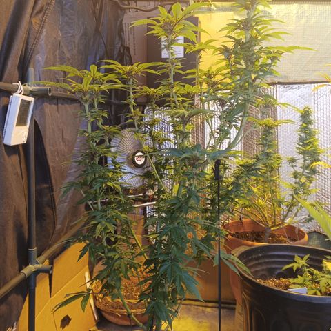 Salpicón Punch growlog timeline photo