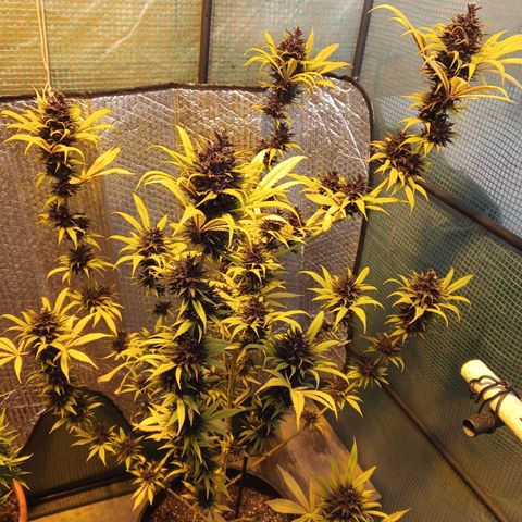 Naranja Diesel growlog timeline photo