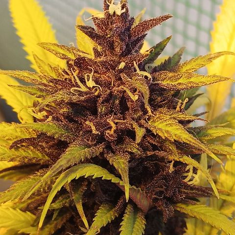 Naranja Diesel growlog timeline photo