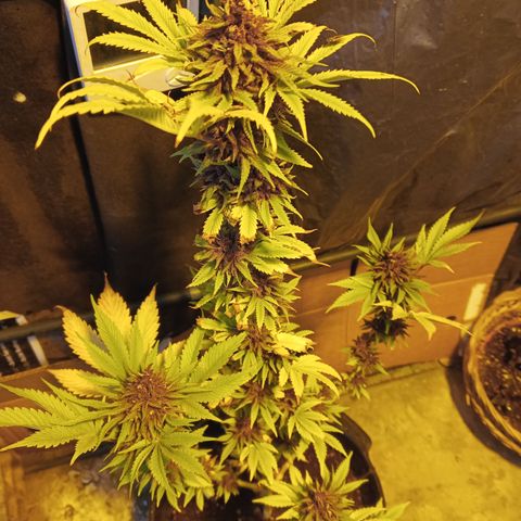 Salpicón Punch growlog timeline photo