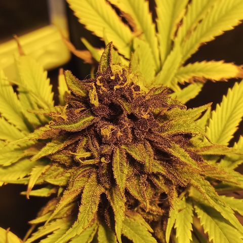 Salpicón Punch growlog timeline photo