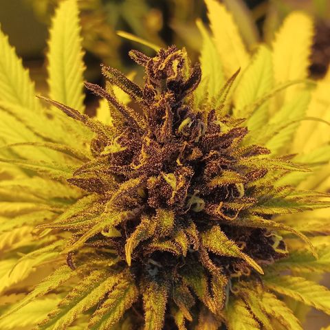 Naranja growlog timeline photo