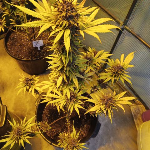 Naranja growlog timeline photo