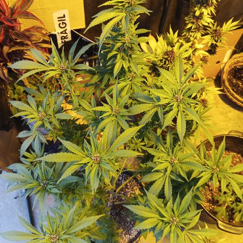 Salpicón Punch growlog timeline photo