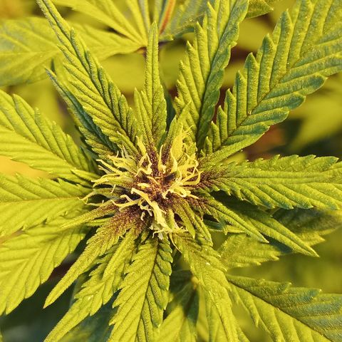 Salpicón Punch growlog timeline photo
