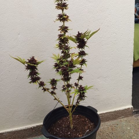 Salpicón Punch growlog timeline photo