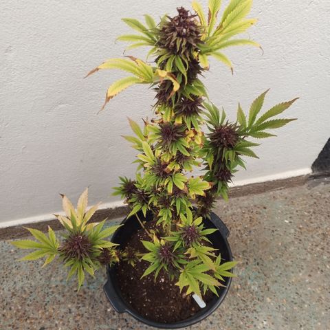 Salpicón Punch growlog timeline photo