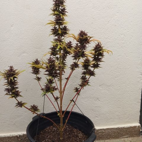 Naranja growlog timeline photo