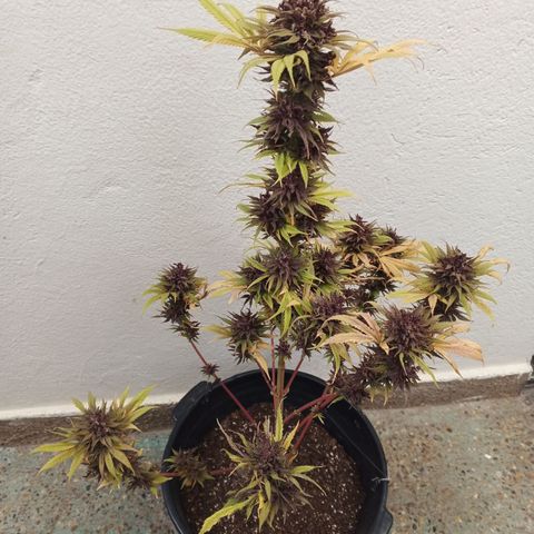 Naranja growlog timeline photo