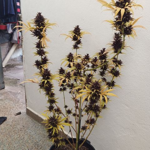Naranja Diesel growlog timeline photo