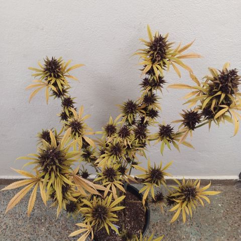 Naranja Diesel growlog timeline photo