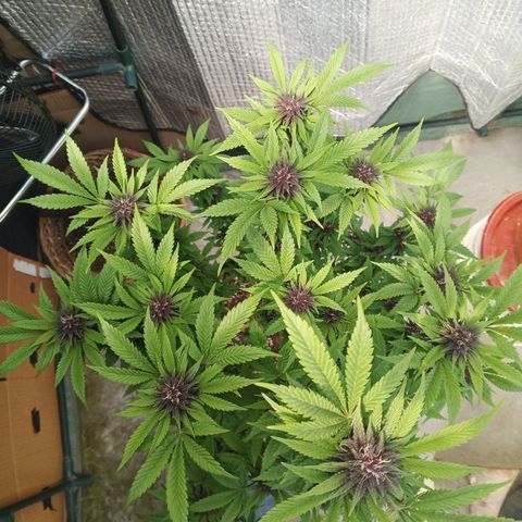 Salpicón Punch growlog timeline photo