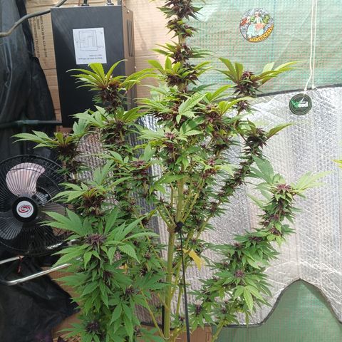 Salpicón Punch growlog timeline photo
