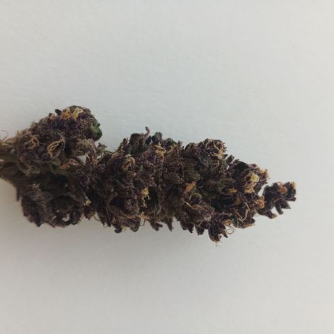 Salpicón Punch growlog timeline photo