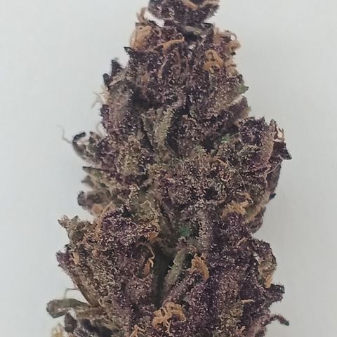 Salpicón Punch growlog timeline photo