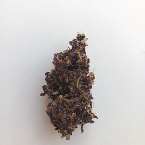 Salpicón Punch growlog timeline photo