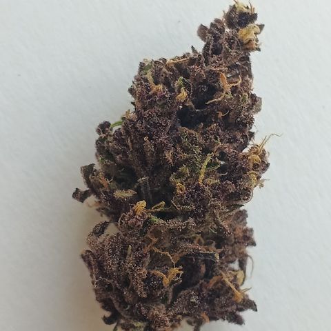 Salpicón Punch growlog timeline photo