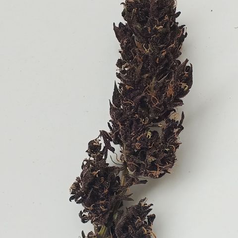Naranja Diesel growlog timeline photo