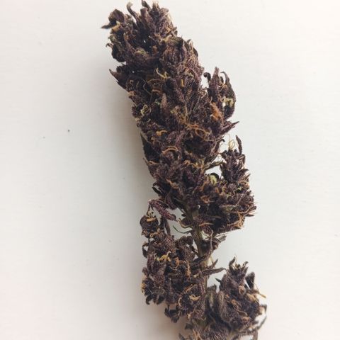 Naranja Diesel growlog timeline photo