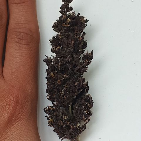 Naranja Diesel growlog timeline photo