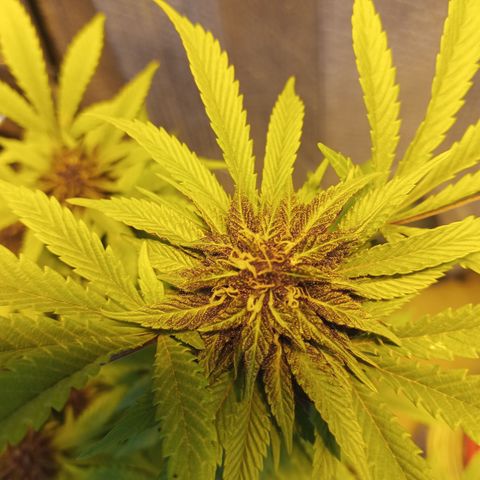 Salpicón Punch growlog timeline photo