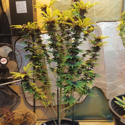 Salpicón Punch growlog timeline photo