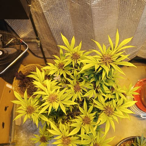 Salpicón Punch growlog timeline photo