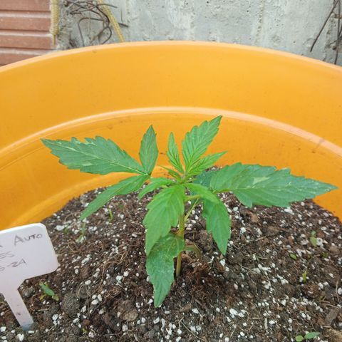 Gorilla Cookies Auto growlog timeline photo