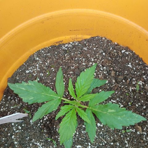 Gorilla Cookies Auto growlog timeline photo