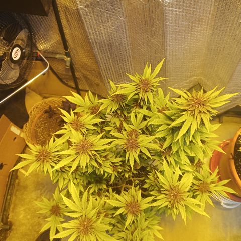 Salpicón Punch growlog timeline photo