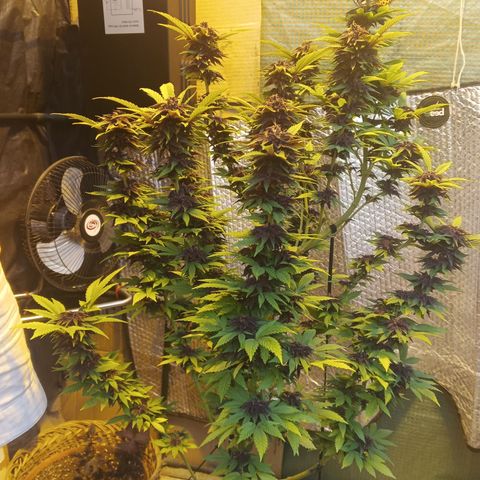 Salpicón Punch growlog timeline photo