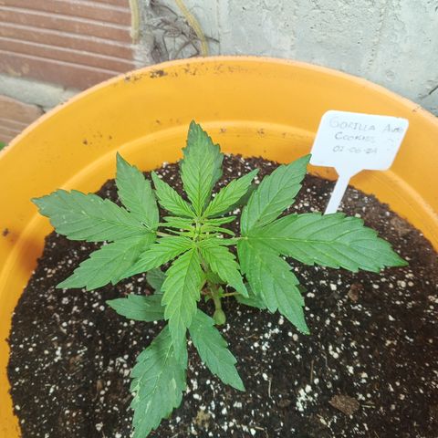 Gorilla Cookies Auto growlog timeline photo