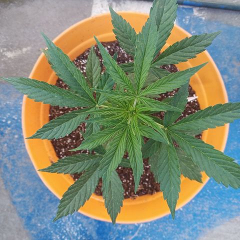 Gorilla Cookies Auto growlog timeline photo