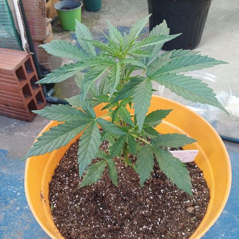 Gorilla Cookies Auto growlog timeline photo