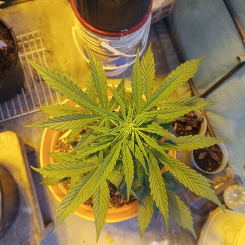 Gorilla Cookies Auto growlog timeline photo