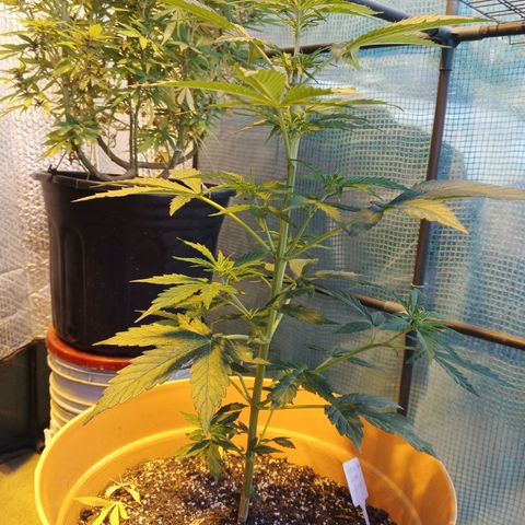 Gorilla Cookies Auto growlog timeline photo