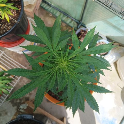 Gorilla Cookies Auto growlog timeline photo